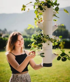 Gusta Garden Erdbeerbaum Sissi Strawberry, hängend, ca. B27/H77/T27 cm