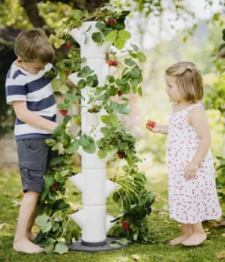 Gusta Garden Erdbeerbaum Sissi Strawberry Classic, ca. B32/H113/T27 cm