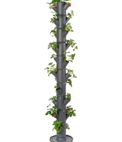 Gusta Garden Erdbeerbaum Sissi Strawberry Infinity, ca. B32/H185/T27 cm