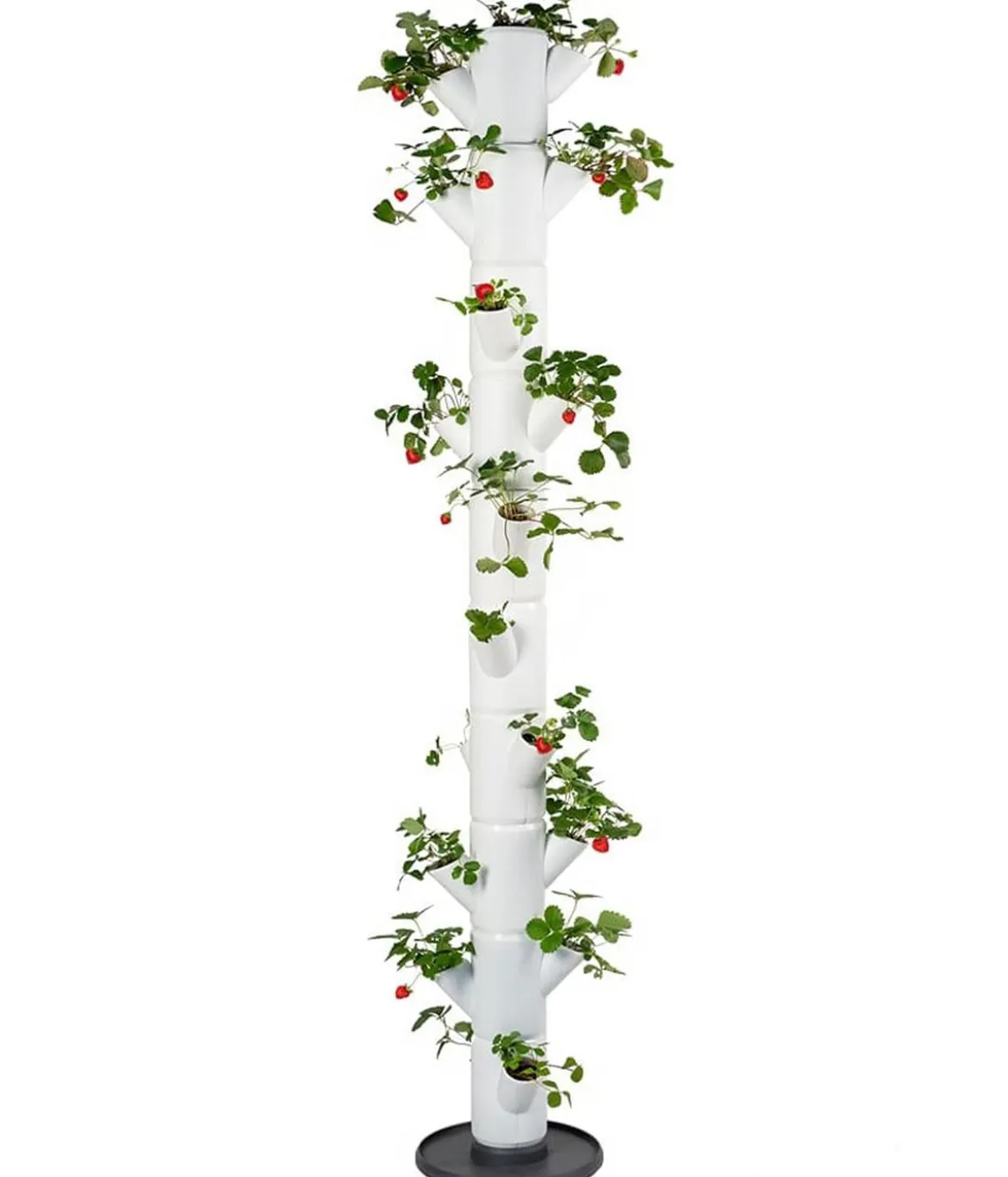 Gusta Garden Erdbeerbaum Sissi Strawberry Infinity, ca. B32/H185/T27 cm