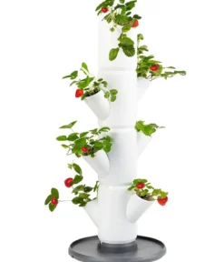 Gusta Garden Erdbeerbaum Sissi Strawberry Starter, ca. B32/H77/T27 cm