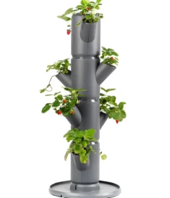 Gusta Garden Erdbeerbaum Sissi Strawberry Starter, ca. B32/H77/T27 cm