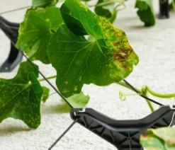 Gusta Garden Gurken-Rankhilfe Cucumber Buddy, ca. B18/H108/T14 cm, 3er-Set