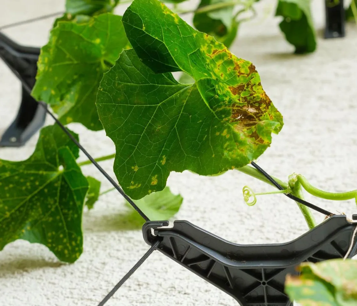Gusta Garden Gurken-Rankhilfe Cucumber Buddy, ca. B18/H108/T14 cm, 3er-Set