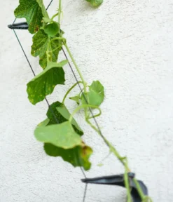 Gusta Garden Gurken-Rankhilfe Cucumber Buddy, ca. B18/H108/T14 cm, 3er-Set