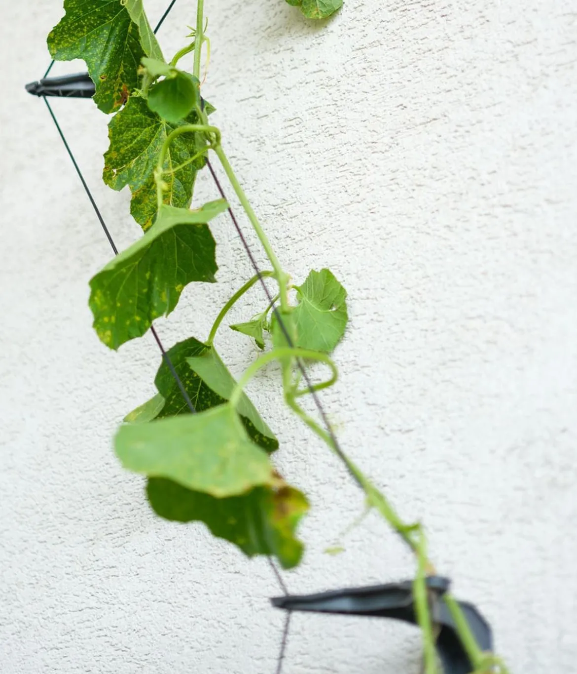Gusta Garden Gurken-Rankhilfe Cucumber Buddy, ca. B18/H108/T14 cm, 3er-Set