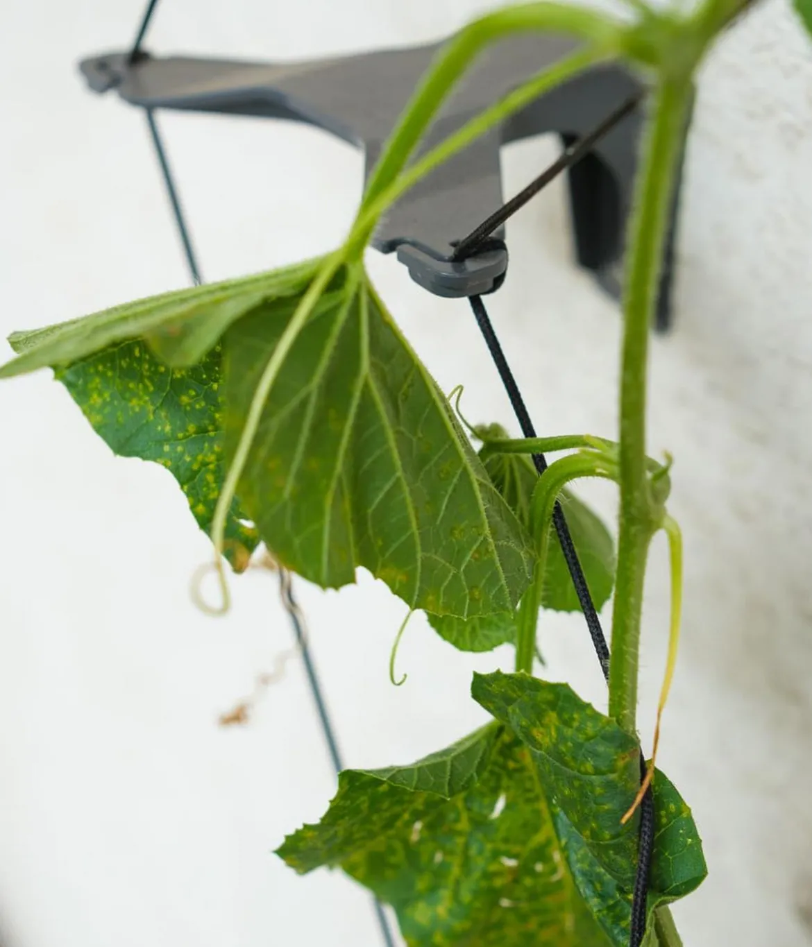 Gusta Garden Gurken-Rankhilfe Cucumber Buddy, ca. B18/H108/T14 cm, 3er-Set
