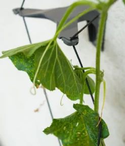 Gusta Garden Gurken-Topf Curt Cucumber, ca. B35/H138/T28 cm