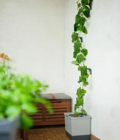 Gusta Garden Gurken-Topf Curt Cucumber, ca. B35/H138/T28 cm