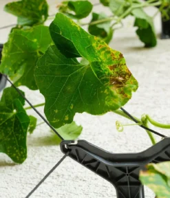 Gusta Garden Gurken-Topf Curt Cucumber, ca. B35/H138/T28 cm