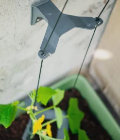 Gusta Garden Gurken-Topf Curt Cucumber, ca. B35/H138/T28 cm