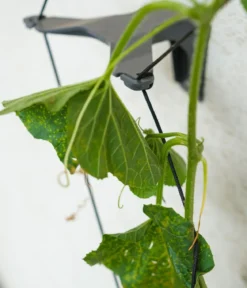 Gusta Garden Gurken-Topf Curt Cucumber, ca. B35/H138/T28 cm
