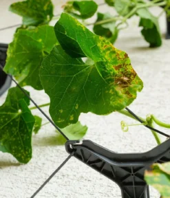 Gusta Garden Gurken-Topf Curt Cucumber, ca. B35/H138/T28 cm