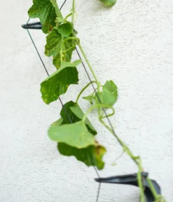 Gusta Garden Gurken-Topf Curt Cucumber, ca. B35/H138/T28 cm