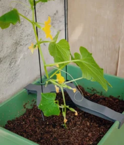 Gusta Garden Gurken-Topf Curt Cucumber, ca. B35/H138/T28 cm