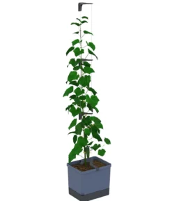 Gusta Garden Gurken-Topf Curt Cucumber, ca. B35/H138/T28 cm