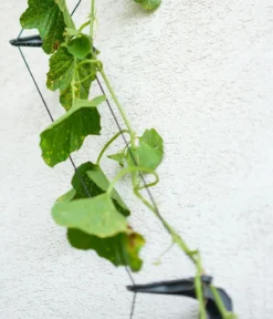 Gusta Garden Gurken-Topf Curt Cucumber, ca. B35/H138/T28 cm