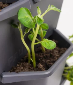 Gusta Garden Kartoffelturm Paul Potato Starter, 4 Etagen, ca. B44/H65/T44 cm