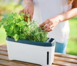 Gusta Garden Kräutertopf Harry Herbs, ca. B36/H16/T15 cm