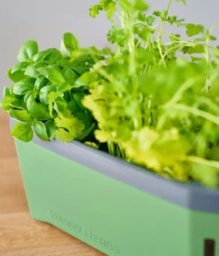 Gusta Garden Kräutertopf Harry Herbs, ca. B36/H16/T15 cm