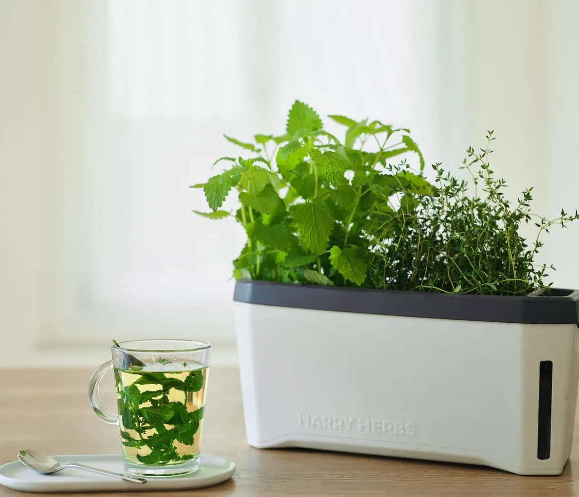 Gusta Garden Kräutertopf Harry Herbs mit Anzuchthaube, ca. B36/H25/T15 cm