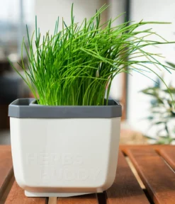 Gusta Garden Kräutertopf Herbs Buddy, ca. B16/H14/T14 cm