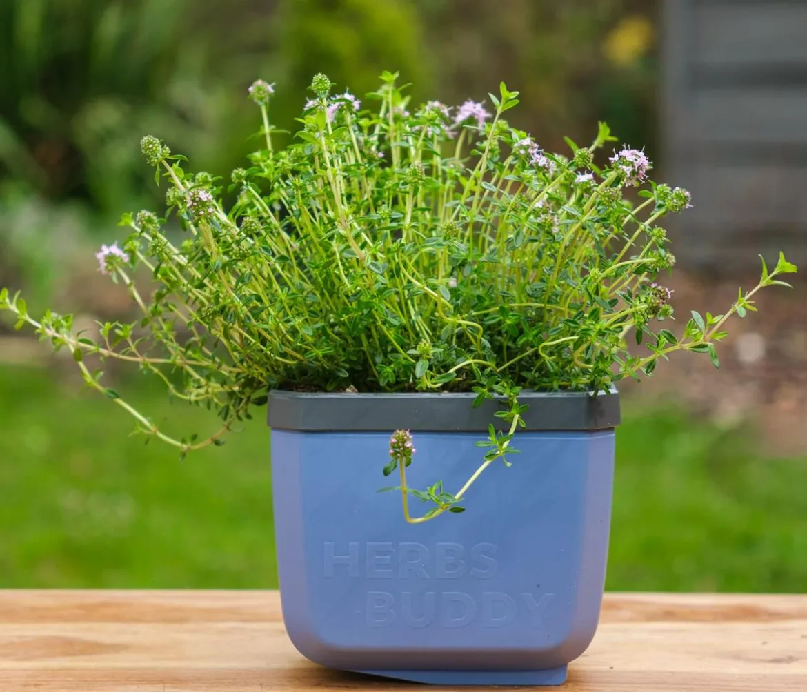 Gusta Garden Kräutertopf Herbs Buddy, ca. B16/H14/T14 cm