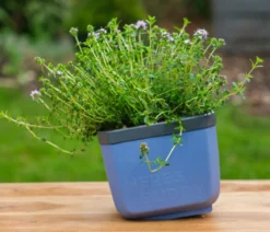 Gusta Garden Kräutertopf Herbs Buddy, ca. B16/H14/T14 cm