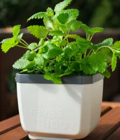 Gusta Garden Kräutertopf Herbs Buddy, ca. B16/H14/T14 cm