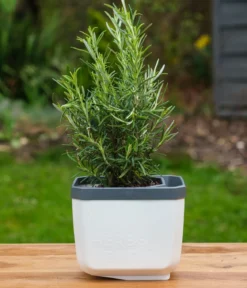 Gusta Garden Kräutertopf Herbs Buddy, ca. B16/H14/T14 cm, 3er-Set