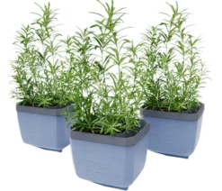 Gusta Garden Kräutertopf Herbs Buddy, ca. B16/H14/T14 cm, 3er-Set