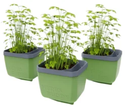 Gusta Garden Kräutertopf Herbs Buddy, ca. B16/H14/T14 cm, 3er-Set