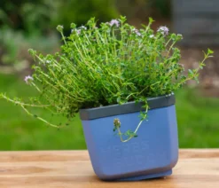 Gusta Garden Kräutertopf Herbs Buddy, ca. B16/H14/T14 cm, 3er-Set