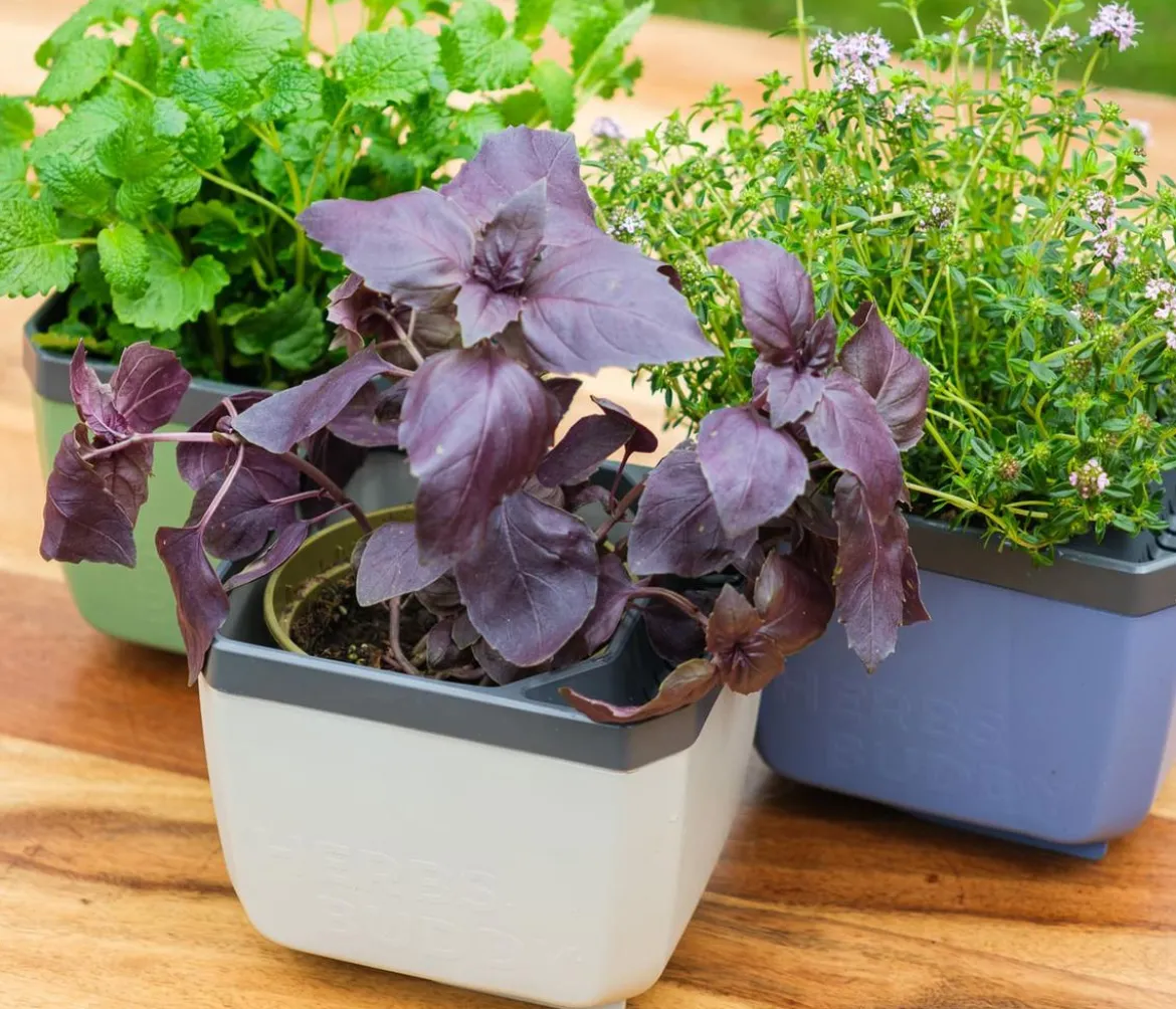 Gusta Garden Kräutertöpfe Herbs Buddy, ca. B19/H14,3/T13,6 cm, 3er-Set