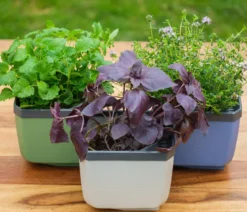 Gusta Garden Kräutertöpfe Herbs Buddy, ca. B19/H14,3/T13,6 cm, 3er-Set