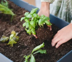 Gusta Garden Mini-Hochbeet Sammy Salad, inkl. Haube, ca. B79/H95/T38 cm