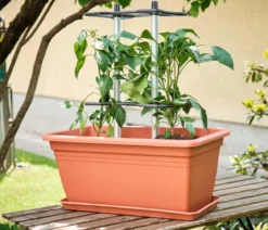 Gusta Garden Paprika-Rankhilfe Chili Buddy, ca. B34/H64/T19 cm