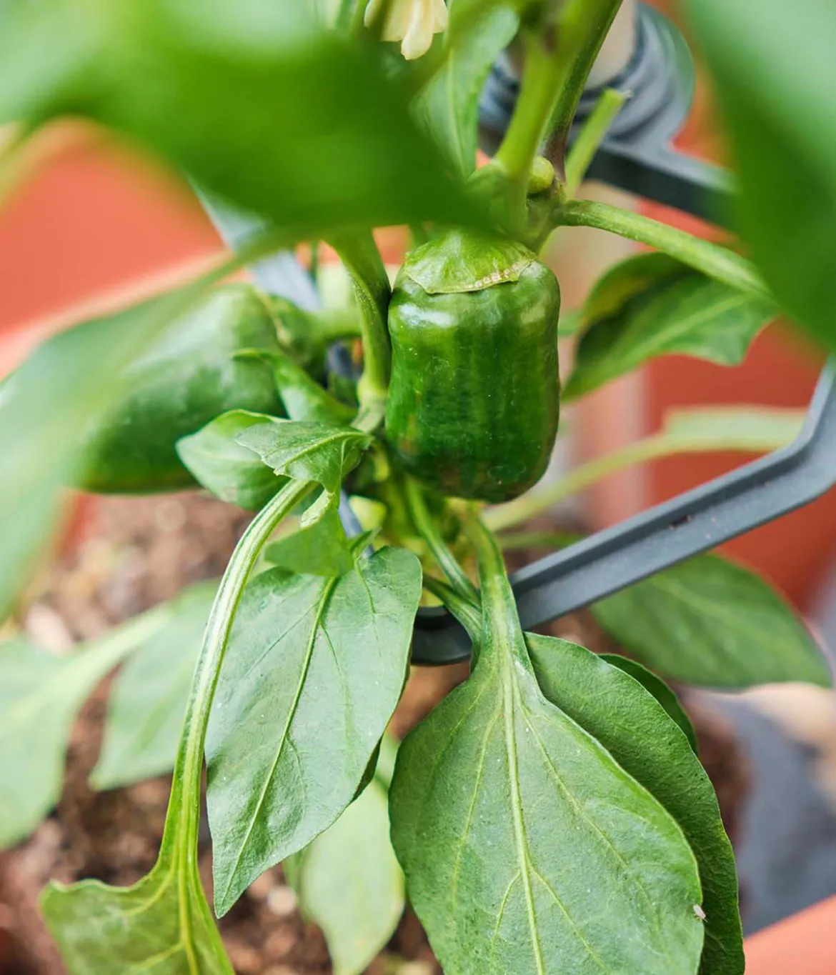 Gusta Garden Paprika-Rankhilfe Chili Buddy, ca. B34/H64/T19 cm