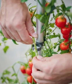 Gusta Garden Tomatentopf Tom Tomato, ca. B35/H135/T28 cm