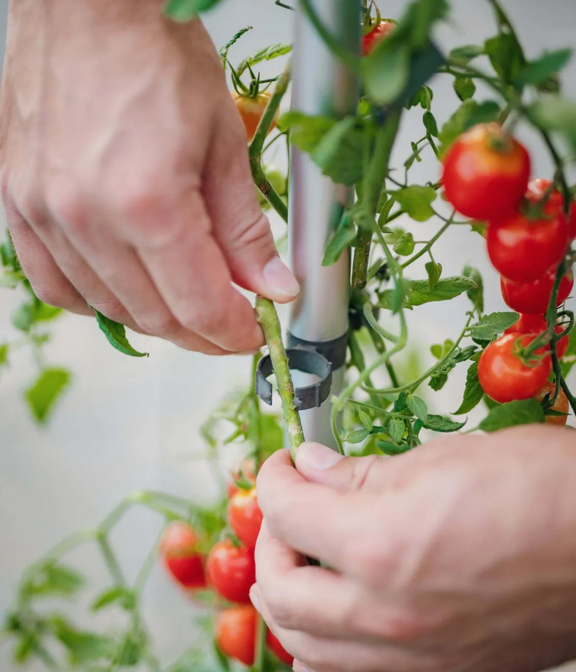 Gusta Garden Tomatentopf Tom Tomato, ca. B35/H135/T28 cm