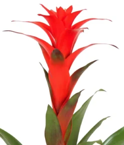 Guzmanie - Guzmania calypso, in Keramik