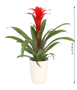 Guzmanie - Guzmania calypso, in Keramik