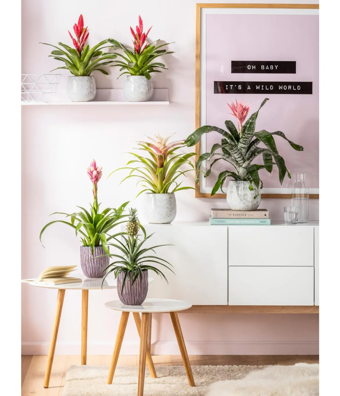 Guzmanie - Guzmania 'Candy'