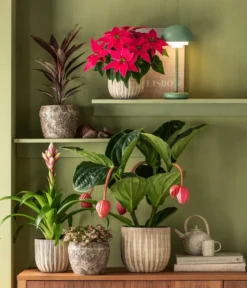 Guzmanie - Guzmania 'Candy'