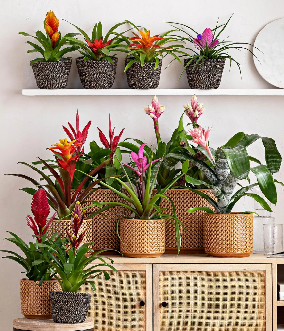 Guzmanie - Guzmania 'Candy'