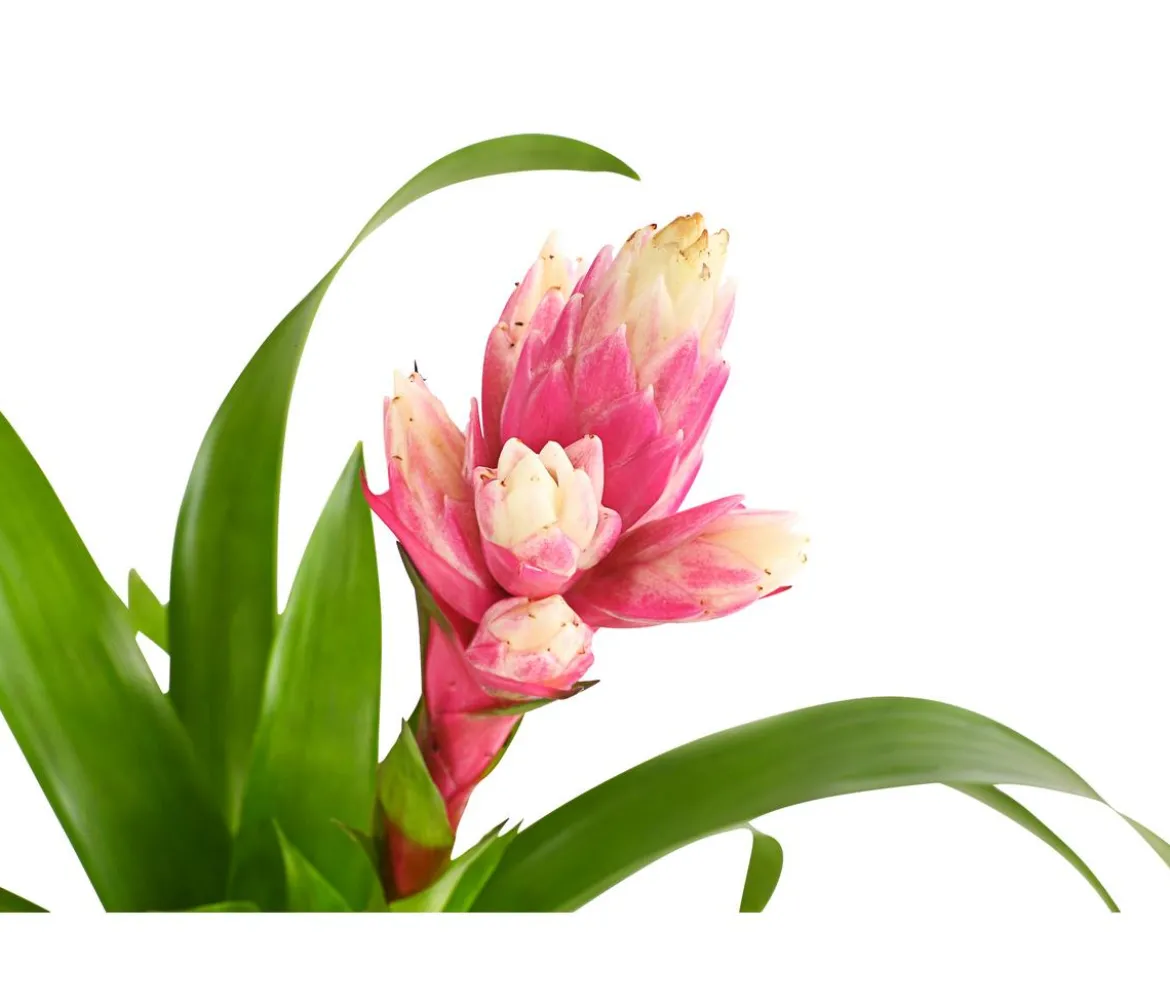 Guzmanie - Guzmania 'Candy'