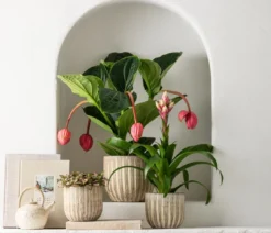 Guzmanie - Guzmania 'Candy'