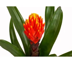 Guzmanie - Guzmania cultivars 'Deseo'
