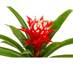 Guzmanie - Guzmania cultivars 'Deseo'