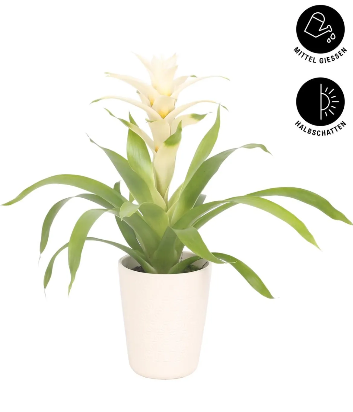 Guzmanie - Guzmania 'Deseo White', in Keramik